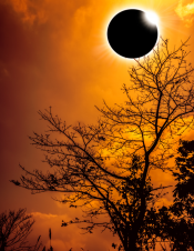 Total solar eclipse with diamond behind tree